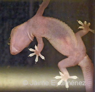Mediterranean Gecko
