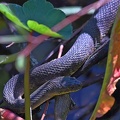 Mississippi Green Water Snake