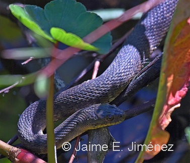 Mississippi Green Water Snake