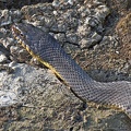 Plain-bellied Water Snake