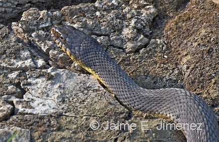 Plain-bellied Water Snake