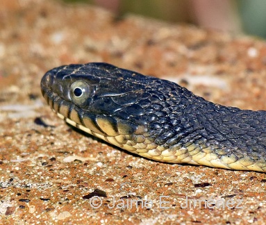 Plain-bellied Water Snake