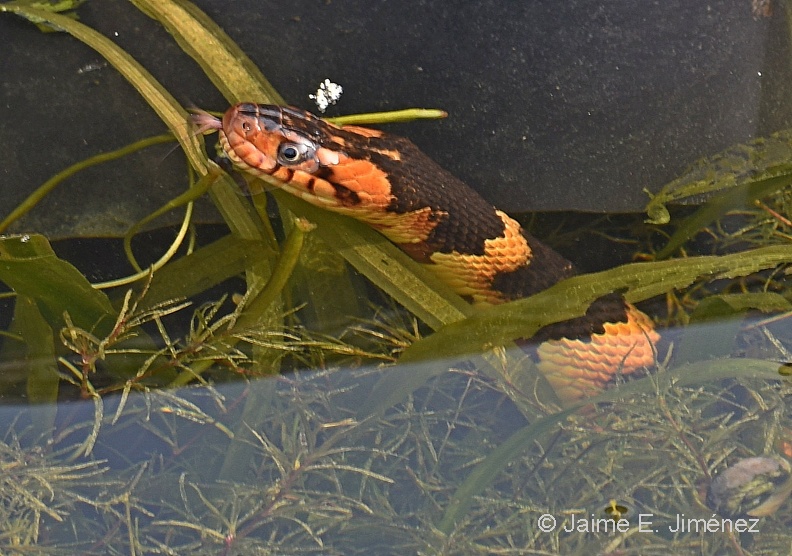 Broad-banded_Watersnake_Nerodia_fasciata_LLELA_TX.jpg