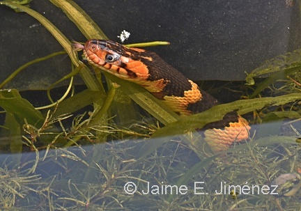 Broad-banded Watersnake