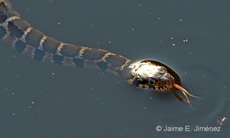 Broad-banded_Watersnake_Nerodia_fasciata_LLELA_TX_2.jpg