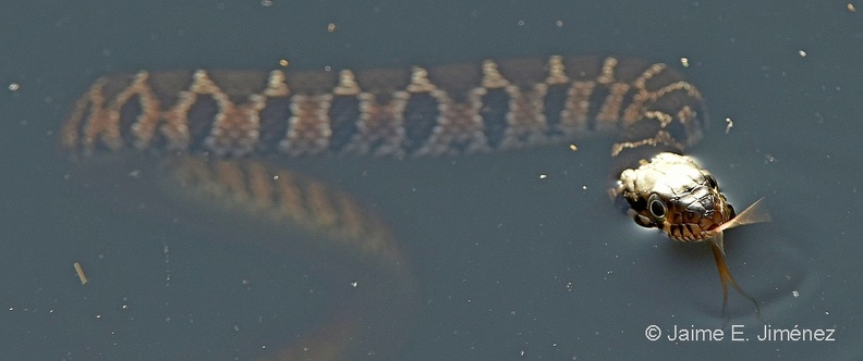 Broad-banded_Watersnake_Nerodia_fasciata_LLELA_TX_3.jpg