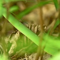 Rough Green Snake