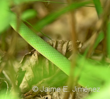Rough Green Snake