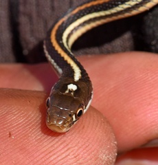Orange-striped Ribbon Snake