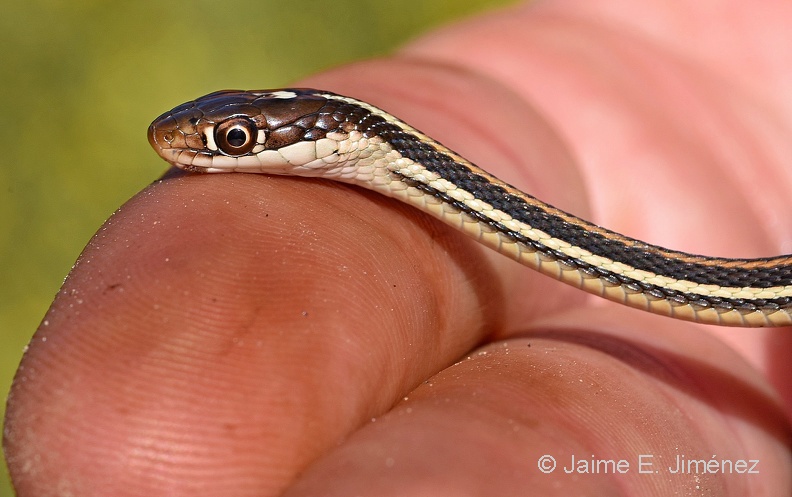 Orange-striped_Ribbon_Snake_Thamnophis_proximus_LBJ_TX_4.jpg