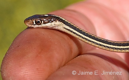 Orange-striped Ribbon Snake