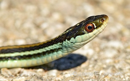 Orange-striped Ribbon Snake