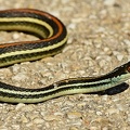 Orange-striped Ribbon Snake