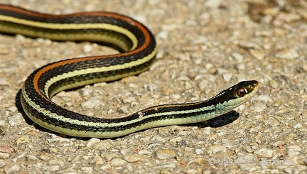 Orange-striped Ribbon Snake