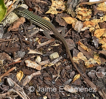 Texas Spotted Whiptail