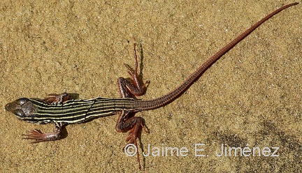 Texas Spotted Whiptail