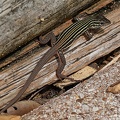 Texas Spotted Whiptail
