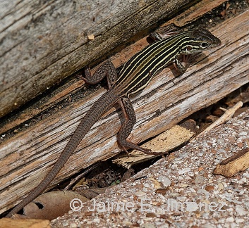 Texas Spotted Whiptail