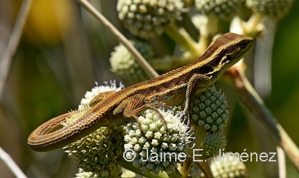 Chilean Tree Iguana