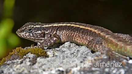 Painted Tree Iguana male