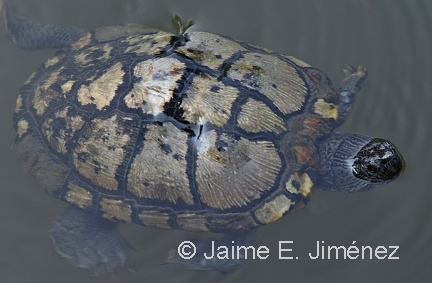 Red-eared Slider
