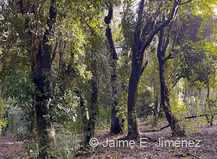 Adencul Bosque 1