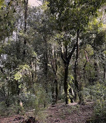 Adencul Bosque 2