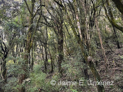 Adencul Bosque 3