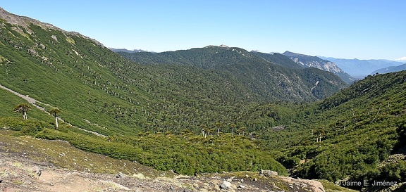 PN Conguillio