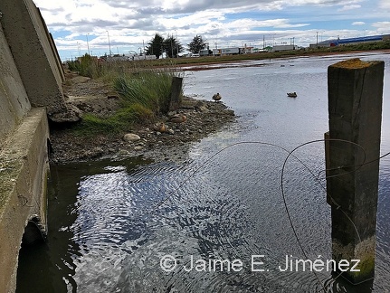 Tres Puentes Wetland