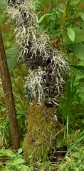 Lichens + Mosses