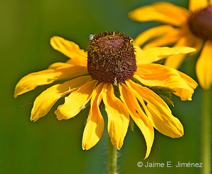 Coneflower_LLELA_TX.jpg