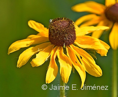 Coneflower