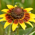 Coneflower