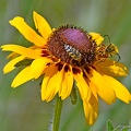 Coneflower