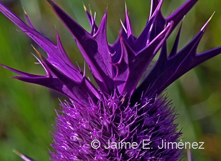 Leavenworth's Eryngo