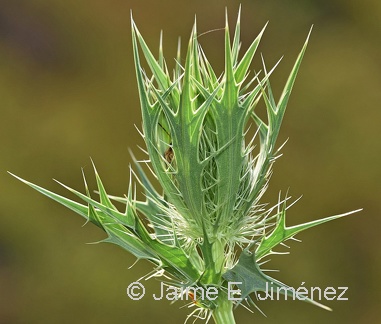 Leavenworth's Eryngo