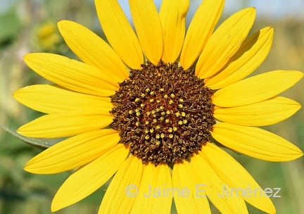 Common Sunflower