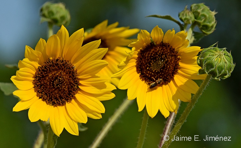 Maximilian_Sunflower_Helianthus_maximiliani_LLELA_TX.jpg