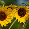 Maximilian Sunflower