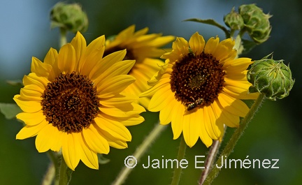 Maximilian Sunflower