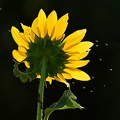 Maximilian Sunflower