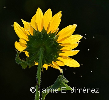 Maximilian Sunflower