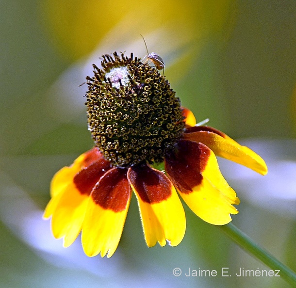 Mexican_Hat_Ratibida_culumnifera_LLELA_TX.jpg