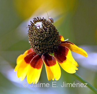 Mexican Hat