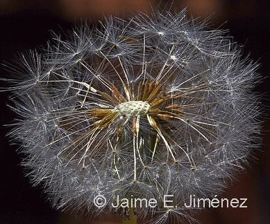 Dandelion