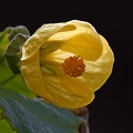 Flowering Maple