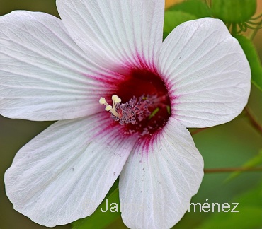 Halfberd-leaf Rosemallow