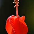 Red Mallow