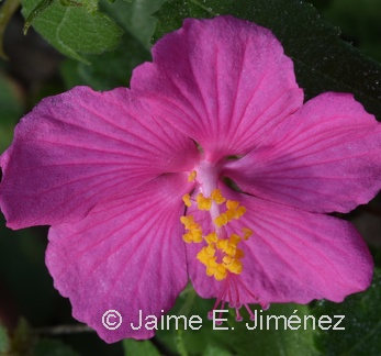 Rock Rose